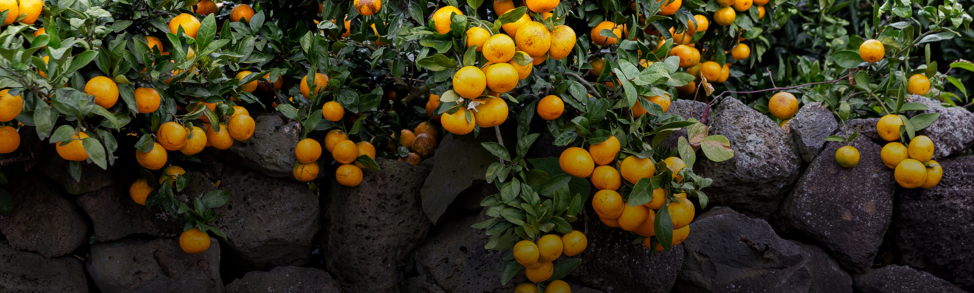 메인 배경 이미지